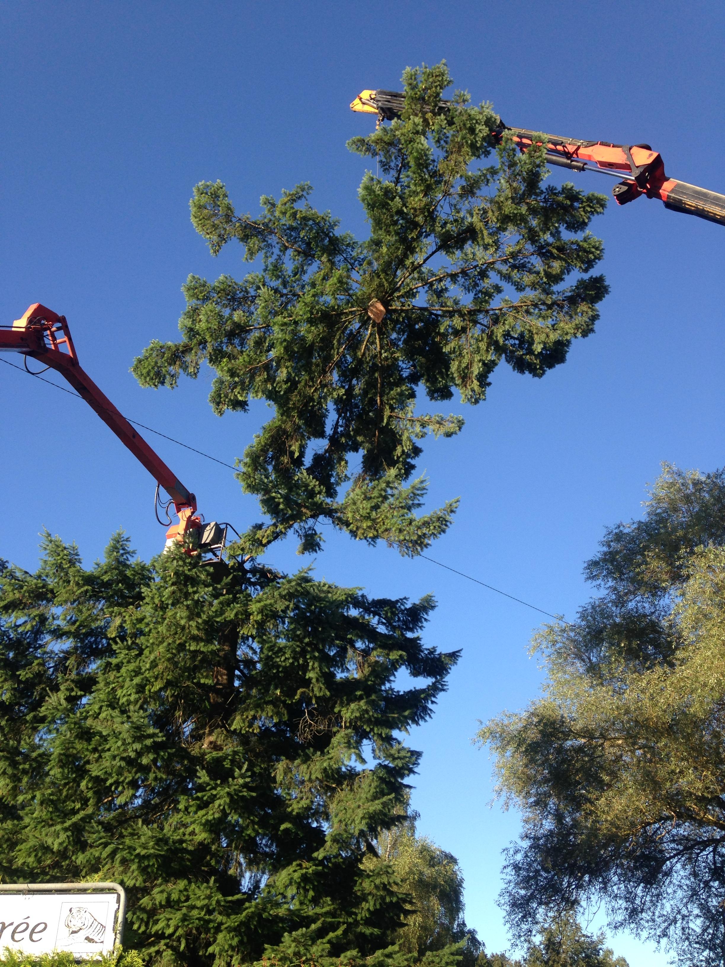 Étêtage d'arbre dans le Jura — SAS POLYVIER